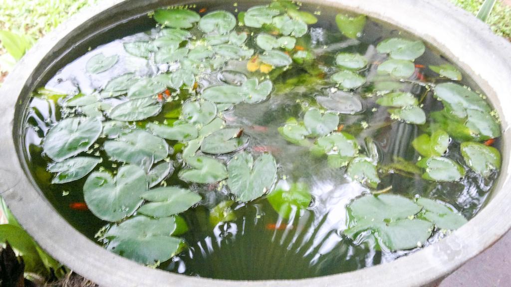 Serendib Guest House 尼甘布 外观 照片
